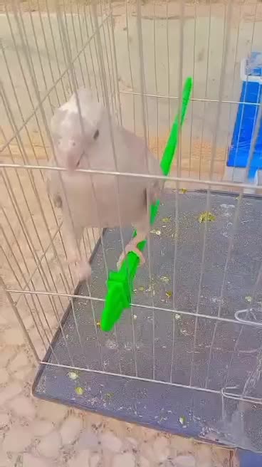 عروس هلندی دستی سراوان|پرنده|سراوان, |دیوار