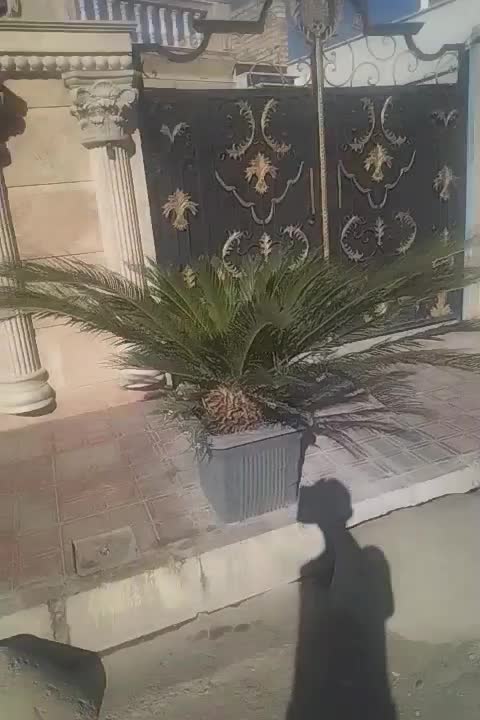 گل سیکاس|گل و گیاه طبیعی|بیرجند, |دیوار