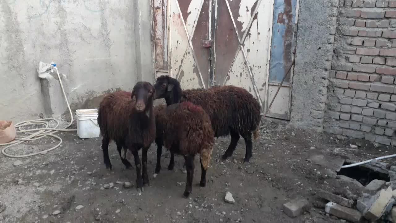 بره ماده افشاری|حیوانات مزرعه|بروجرد, |دیوار