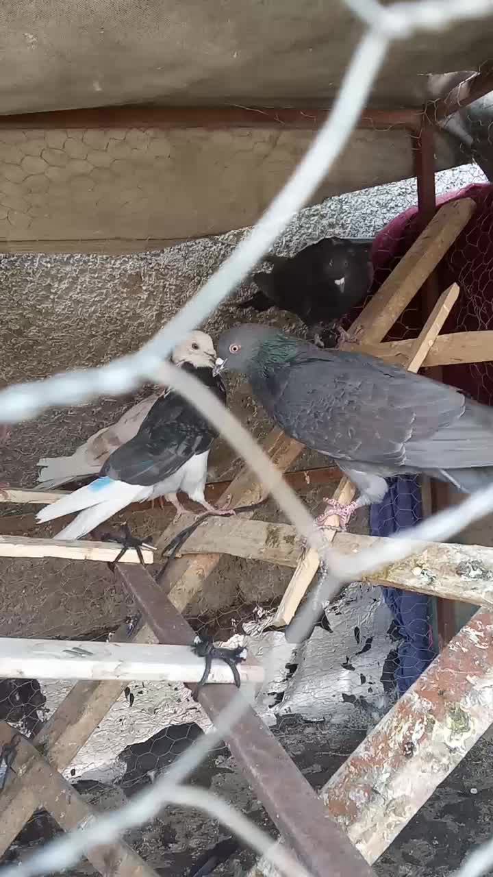 کبوتر|پرنده|شریفآباد, |دیوار