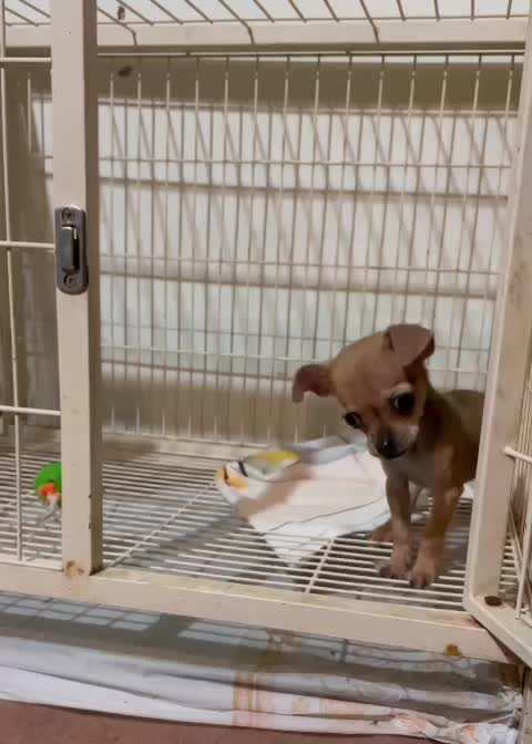 شیواوا سگ جیبی|سگ|کرج, عظیمیه|دیوار