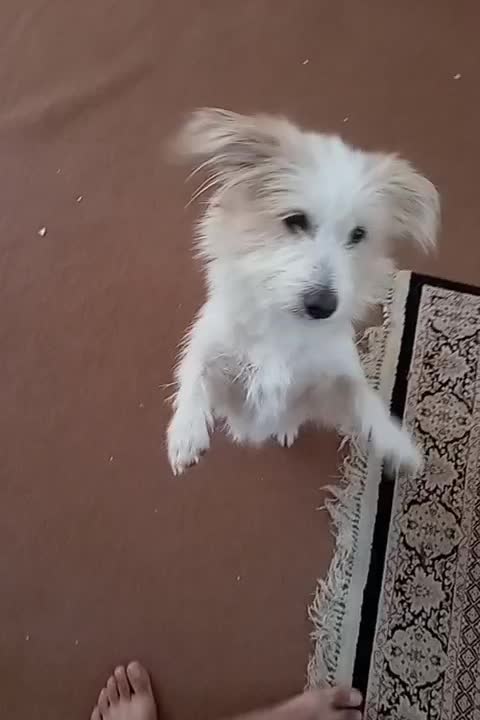 اشپیتز سگ|سگ|فردوس (خراسان), |دیوار