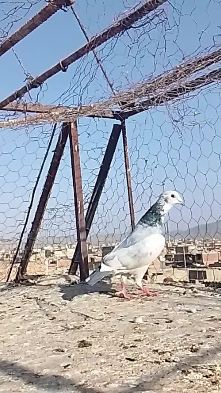 کبوتر نر|پرنده|زاهدان, |دیوار