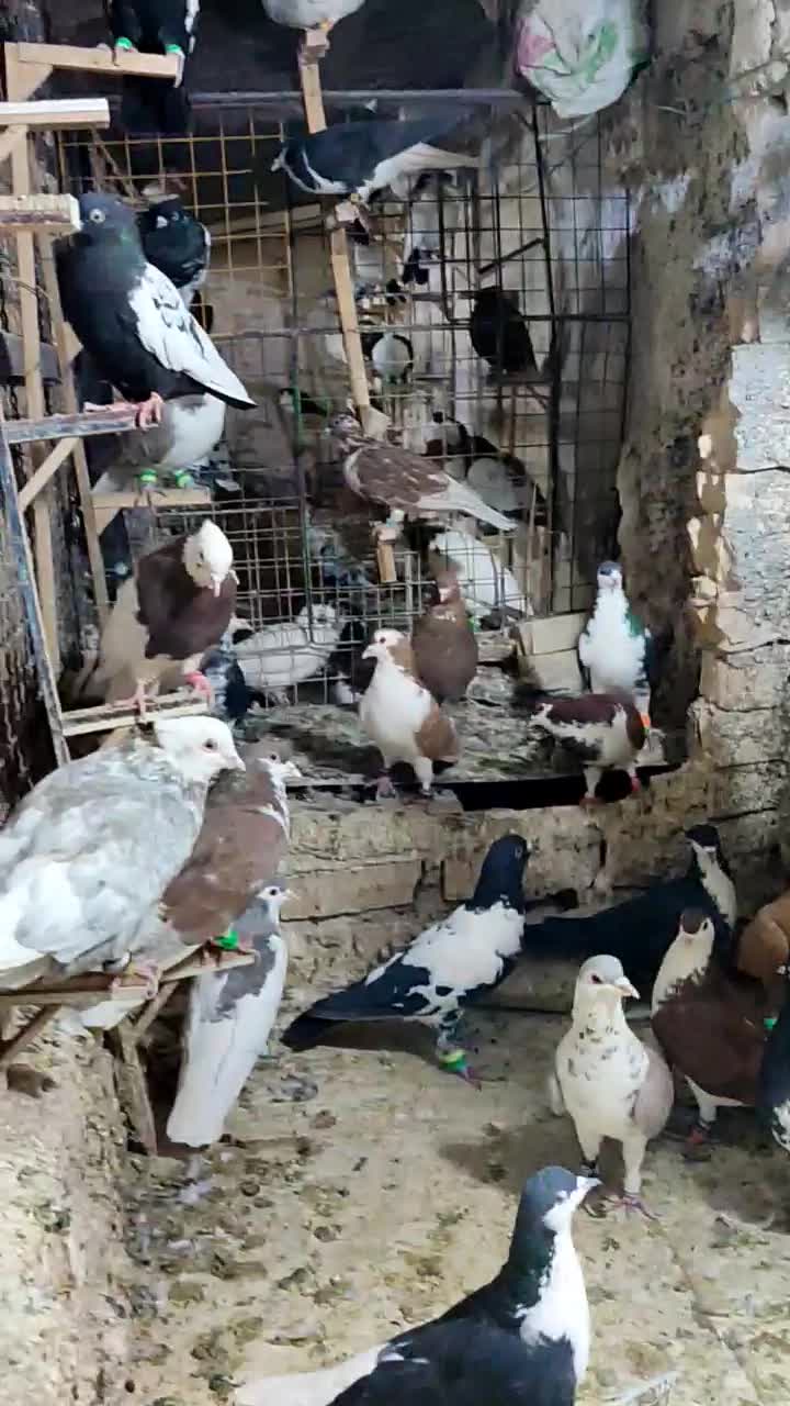 کفتر کبوتر بوم شهرستانی|پرنده|مشهد, شهید معقول|دیوار