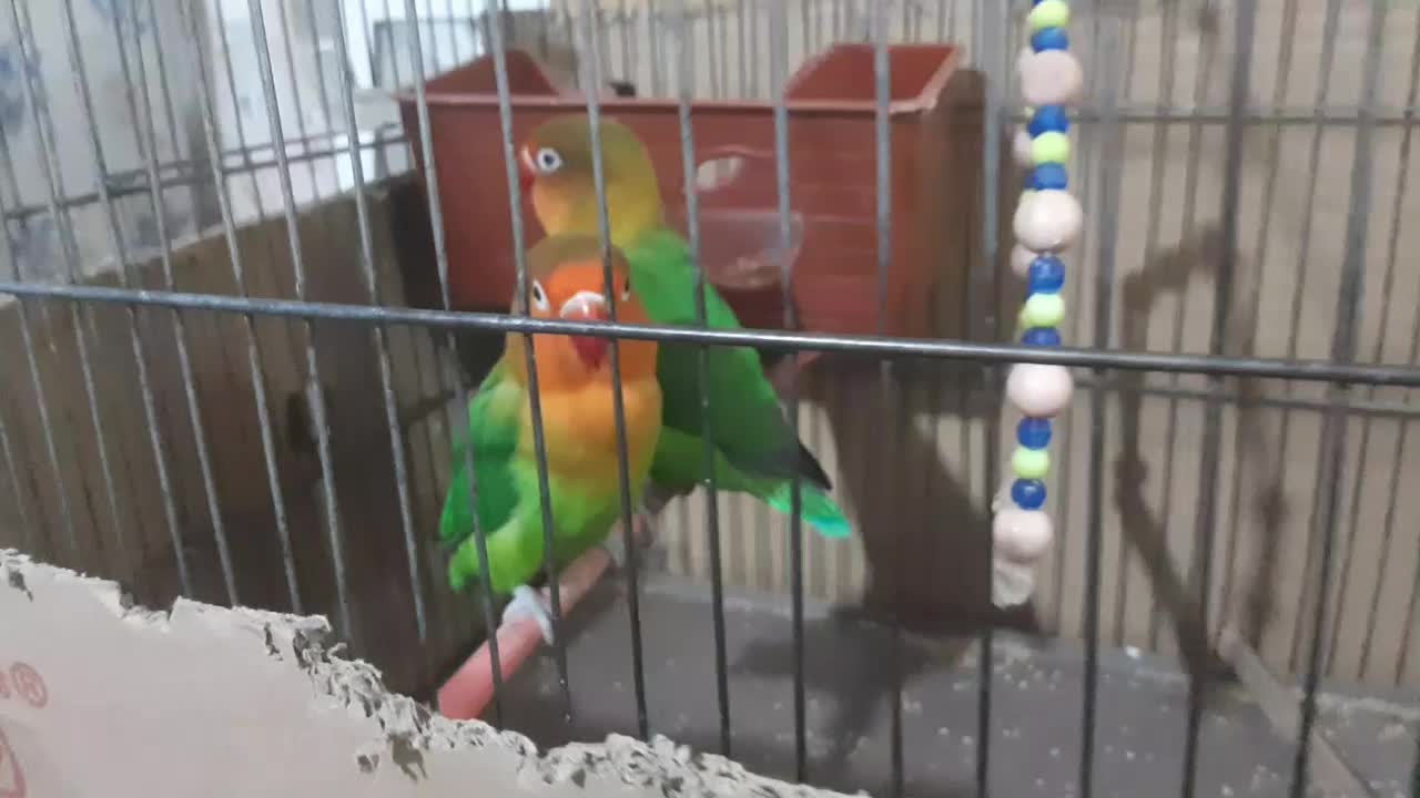 طوطی برزیلی|پرنده|چهاردانگه (تهران), |دیوار