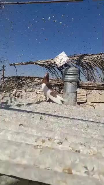 مادع مخمل یال سرخ یقه بسته نر|پرنده|فسا, |دیوار