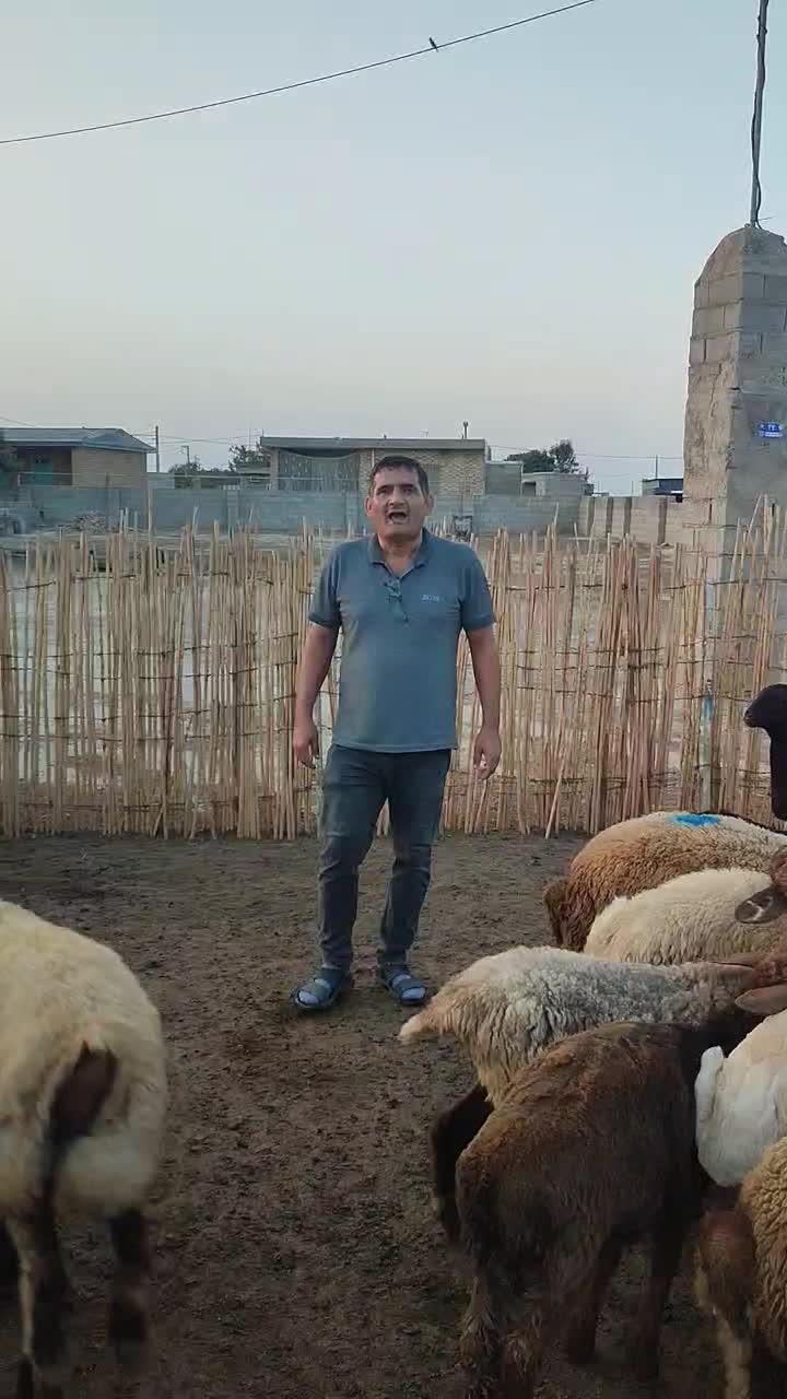 خوراک دام|حیوانات مزرعه|گنبد کاووس, |دیوار