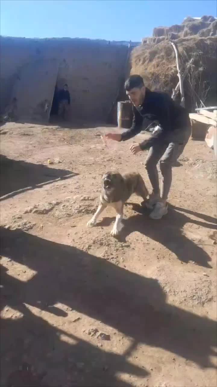 یک جفت توله افغانی 8 ماهه نگهبان|سگ|اردبیل, |دیوار