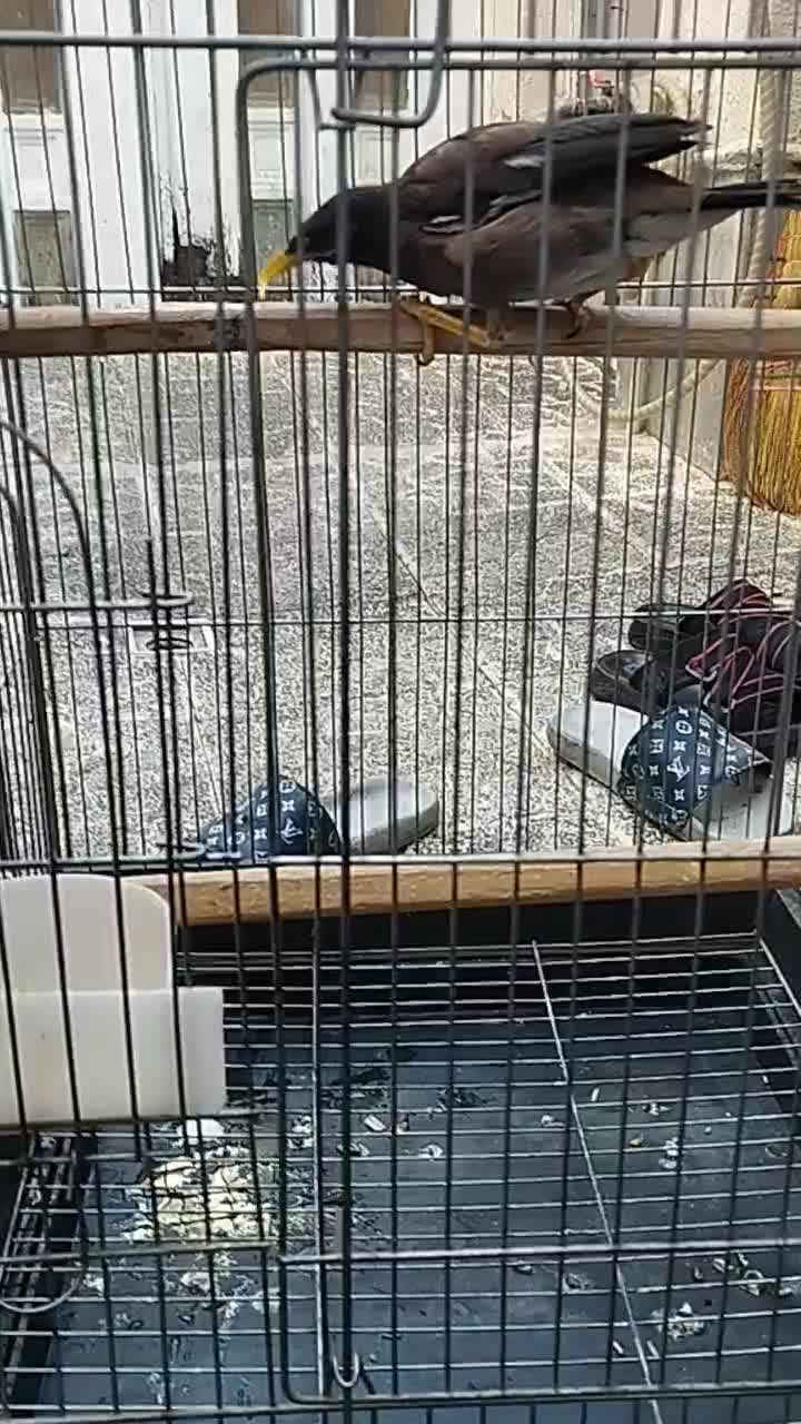 مرغ مینا|پرنده|بهارستان, |دیوار