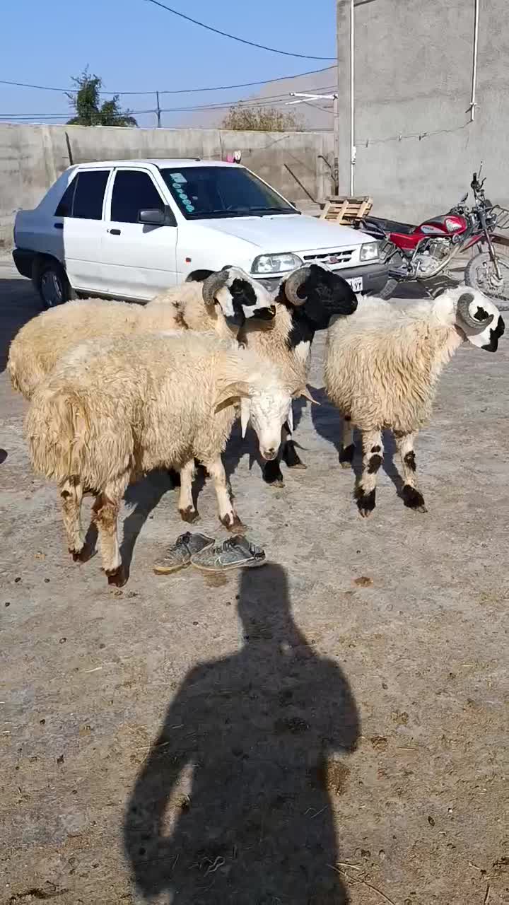 بره نر|حیوانات مزرعه|داراب, |دیوار