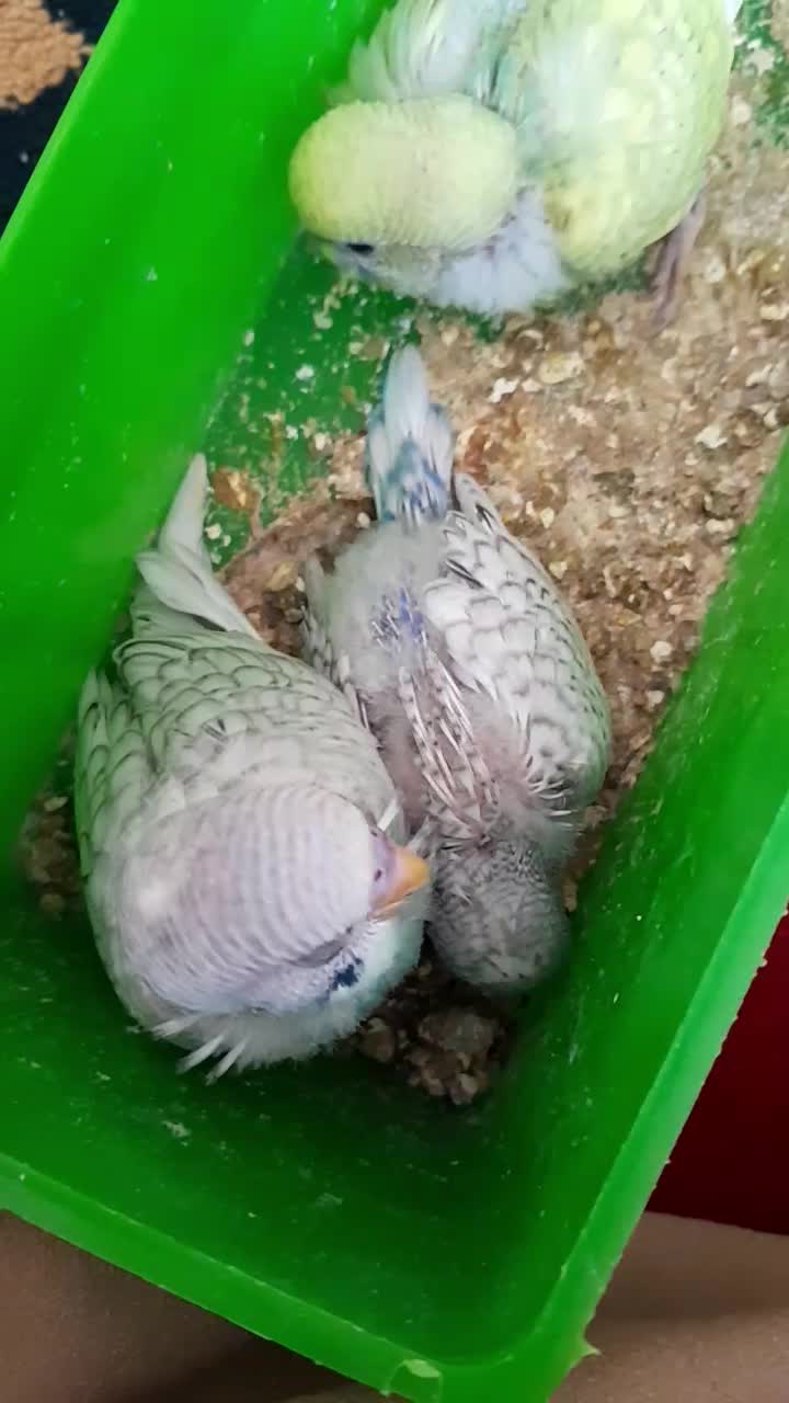 مرغ عشق آماده تخم گذاری|پرنده|اسلامشهر, شهرک واوان|دیوار