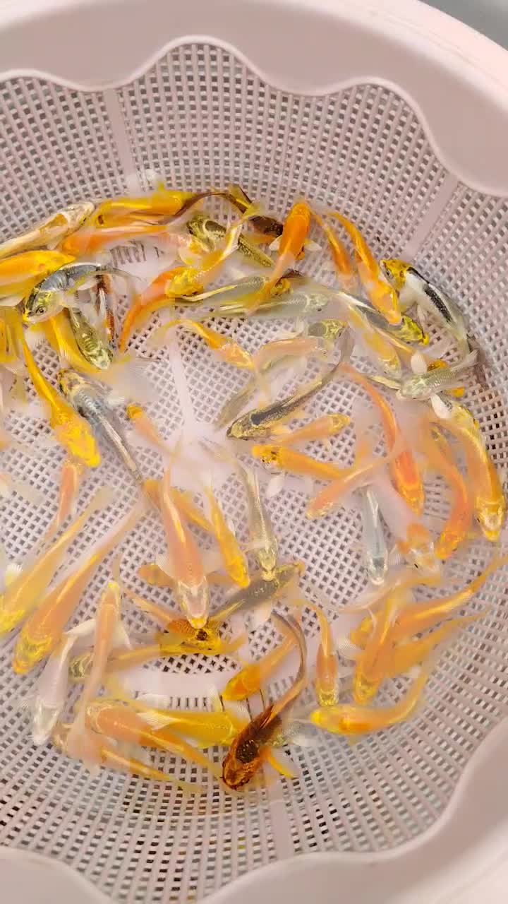 ماهی کوی آب سرد استخری و آبگرم|ماهی|نجفآباد, فاز ۲ شهرک آزادگان|دیوار