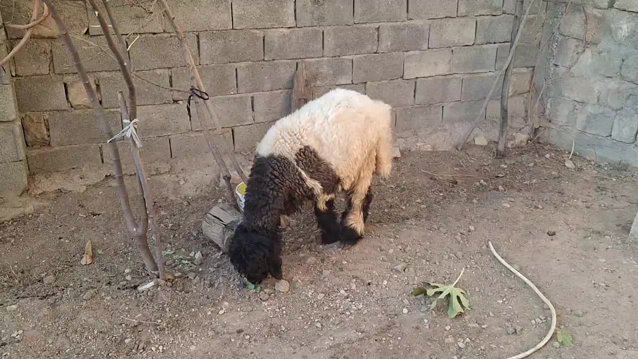 بره کله زنگی|حیوانات مزرعه|صمصامی, |دیوار