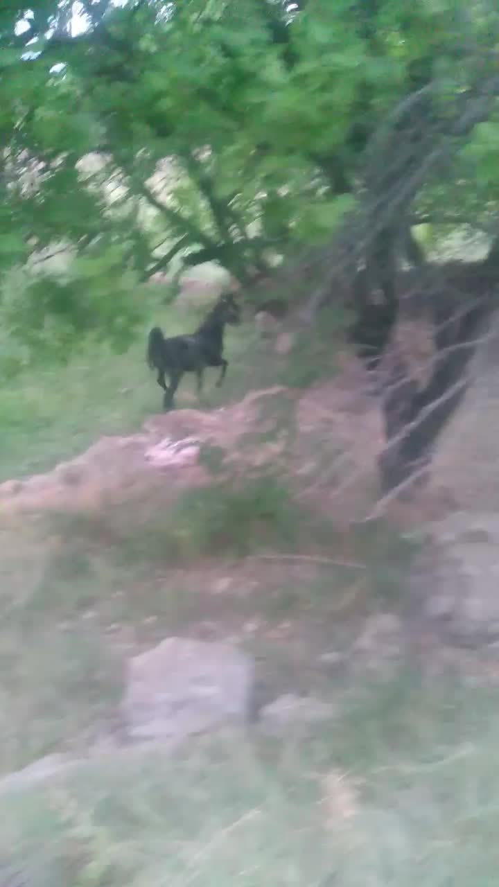 نریان|اسب و تجهیزات اسب‌سواری|یاسوج, |دیوار