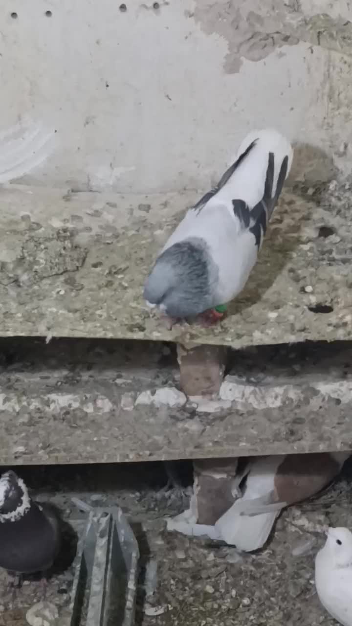 کفتر بدرنگ نر|پرنده|بشاریات, |دیوار