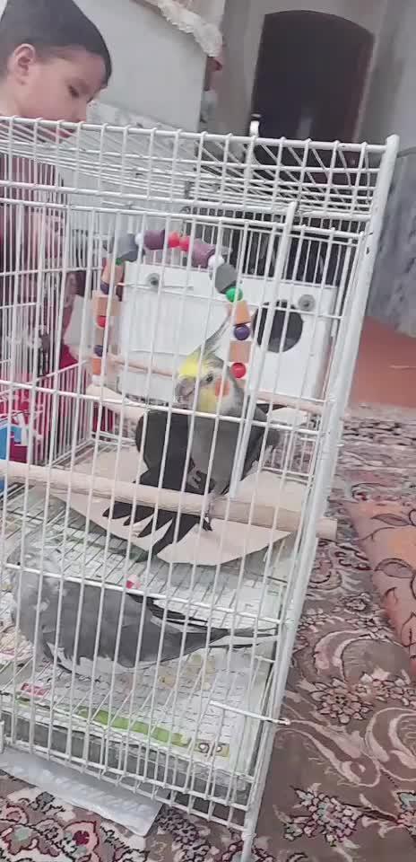 یک جفت عروس هلندی بسیار زیبا|پرنده|مشهد, شهید آوینی|دیوار