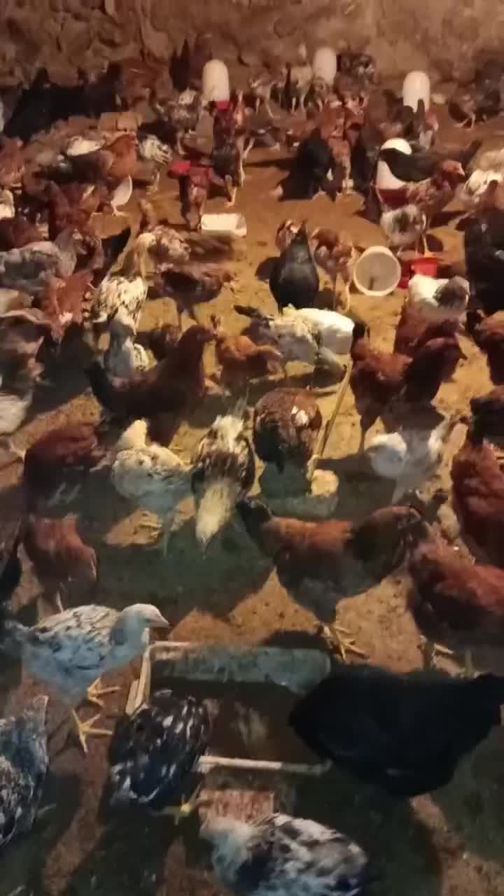 مرغ گلپایگانی|حیوانات مزرعه|جونقان, |دیوار