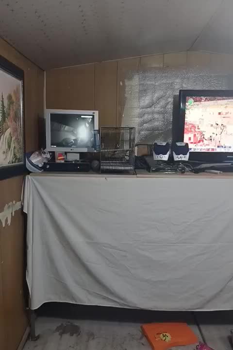 سهره|پرنده|قدس, شهر‌قدس|دیوار