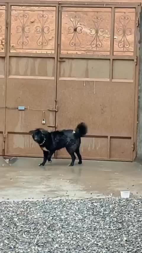 توله لاس|سگ|فولادشهر, زاینده رود|دیوار