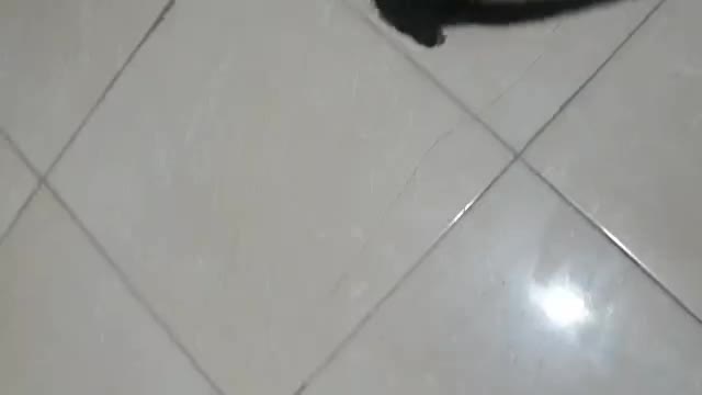 واگذاری سگ میکس اشپیتزوبچه گربه یه چشمش تخلیه شد|سگ|کرج, کوی کارمندان جنوبی|دیوار