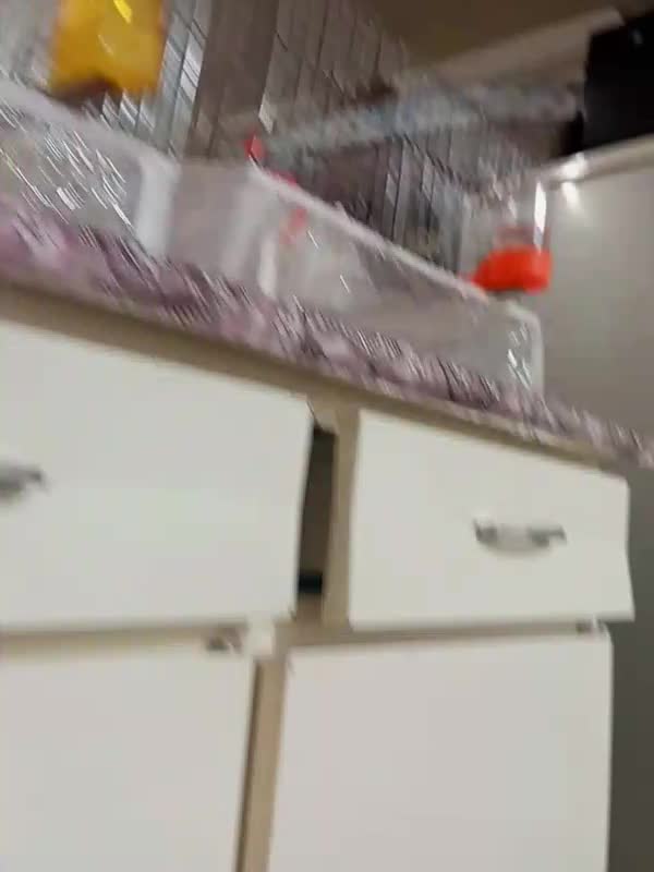 مرغ عشق کاکلی سخنگو 20کلمه معاوضه با قناری مولد|پرنده|تبریز, |دیوار