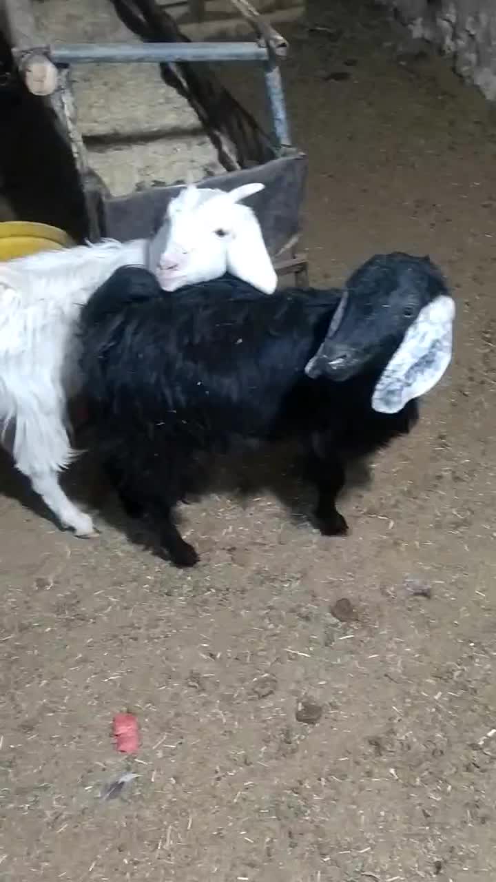 بزغاله ماده|حیوانات مزرعه|بیرجند, |دیوار