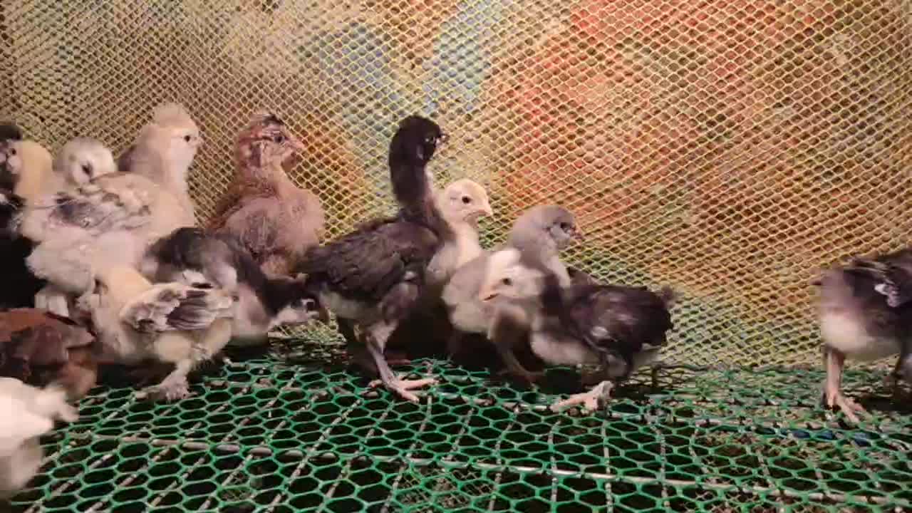 طوطی طاووس کوشین برهما بوقلموکبوترتخم دستگاه قفس|پرنده|تهران, تهرانپارس شرقی|دیوار