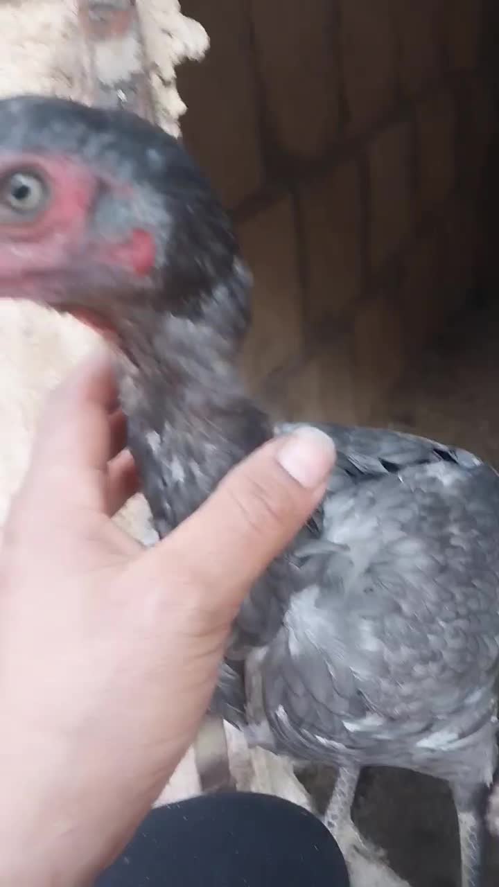 مرغ لاری|حیوانات مزرعه|یزد, |دیوار