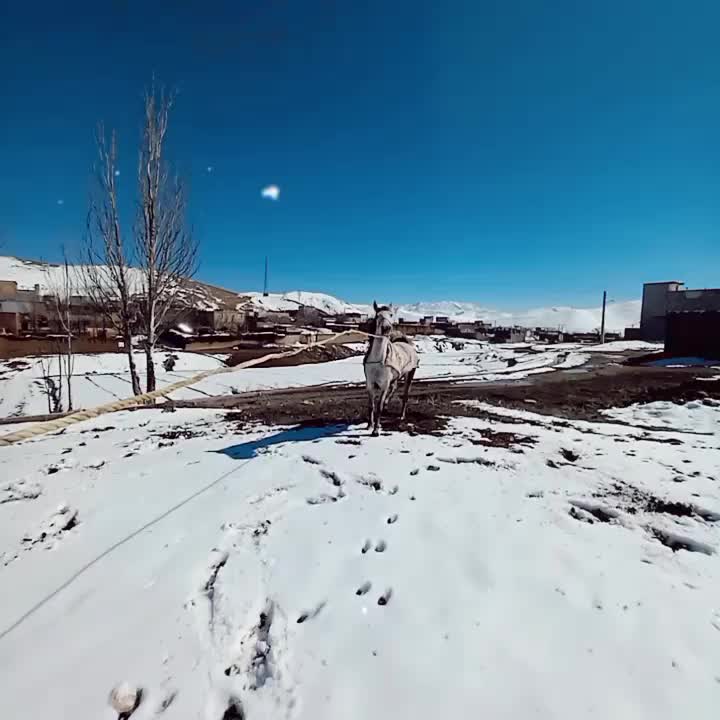 مادیان درهشور|اسب و تجهیزات اسبسواری|شهرکرد, |دیوار