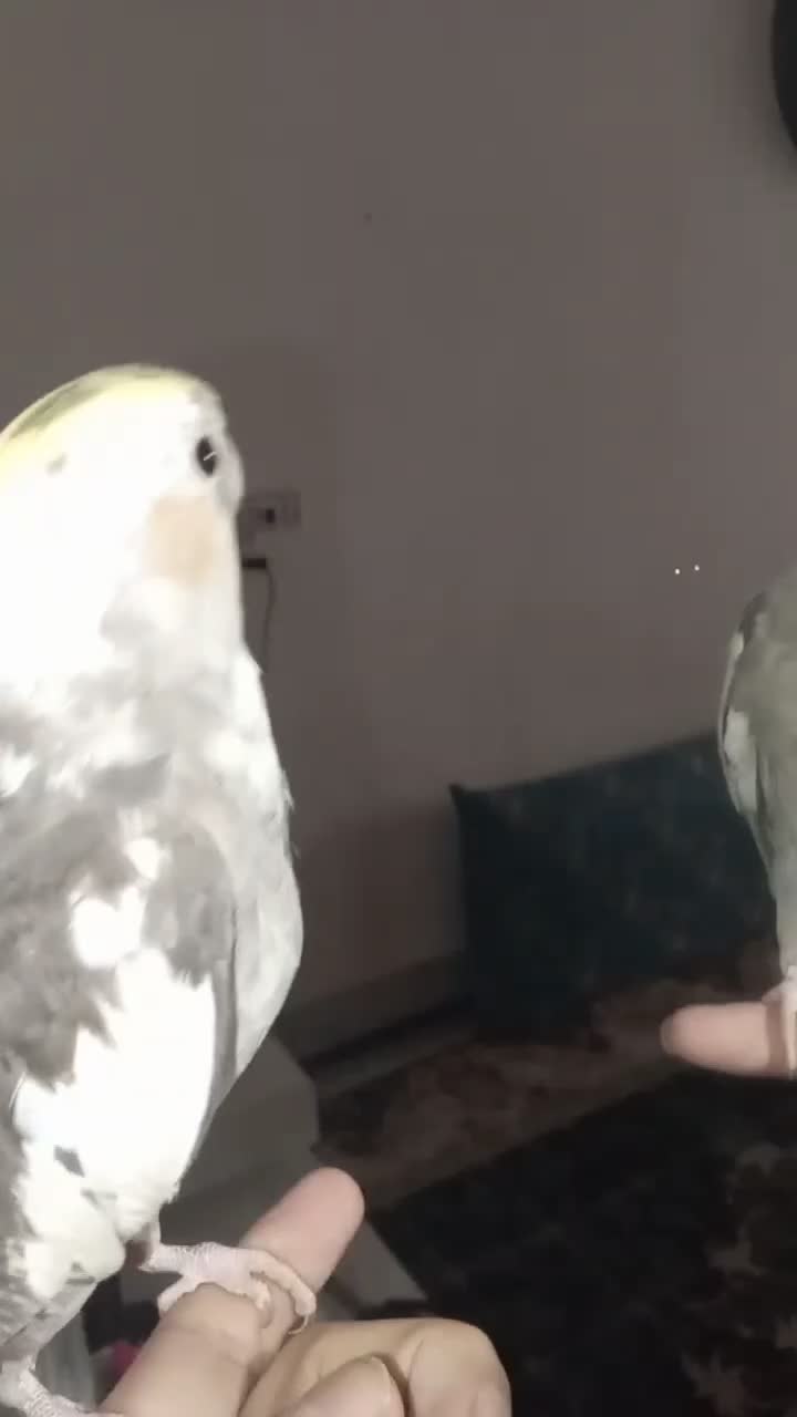 جفت عروس هلندی سالم نردستی وسخنگو|پرنده|طبس, |دیوار