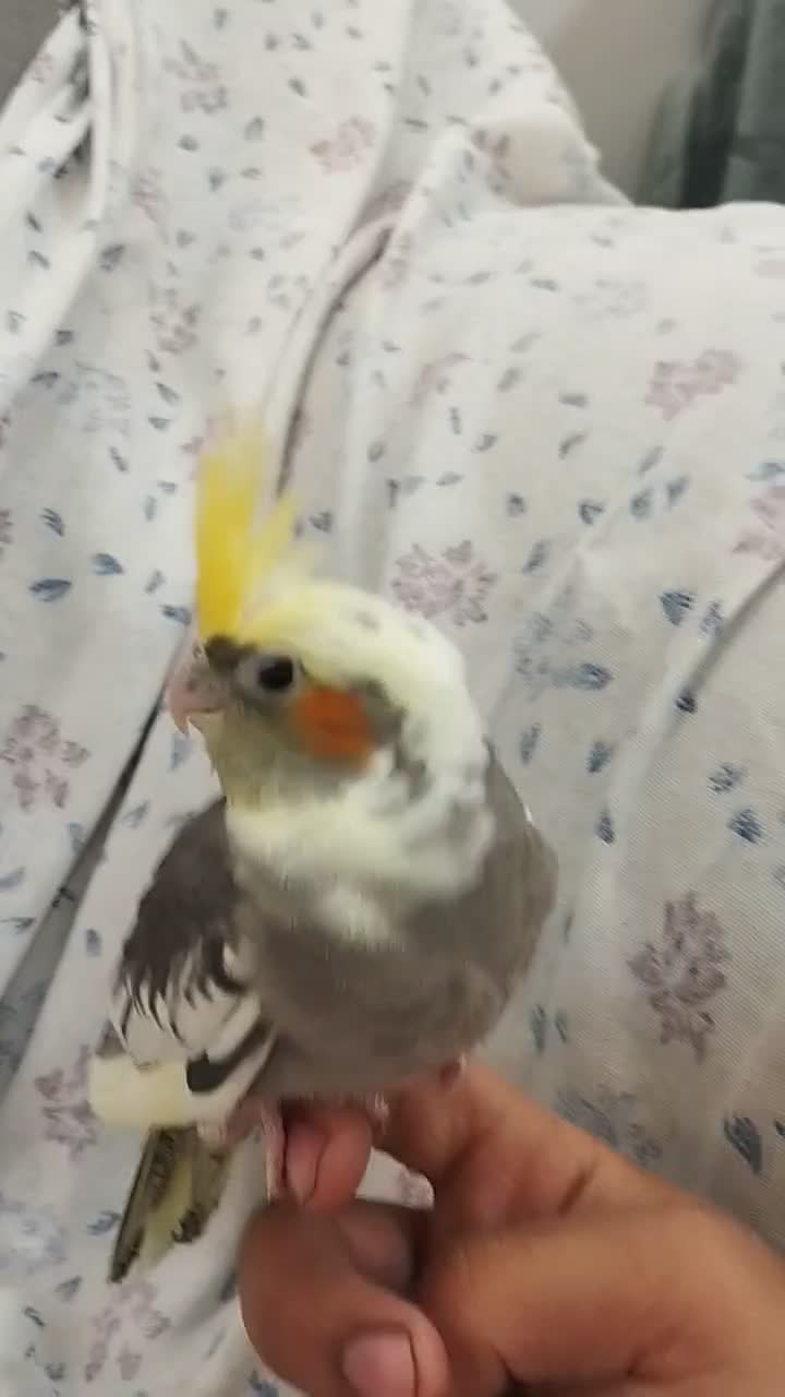 عروس هلندی|پرنده|شاهرود, |دیوار