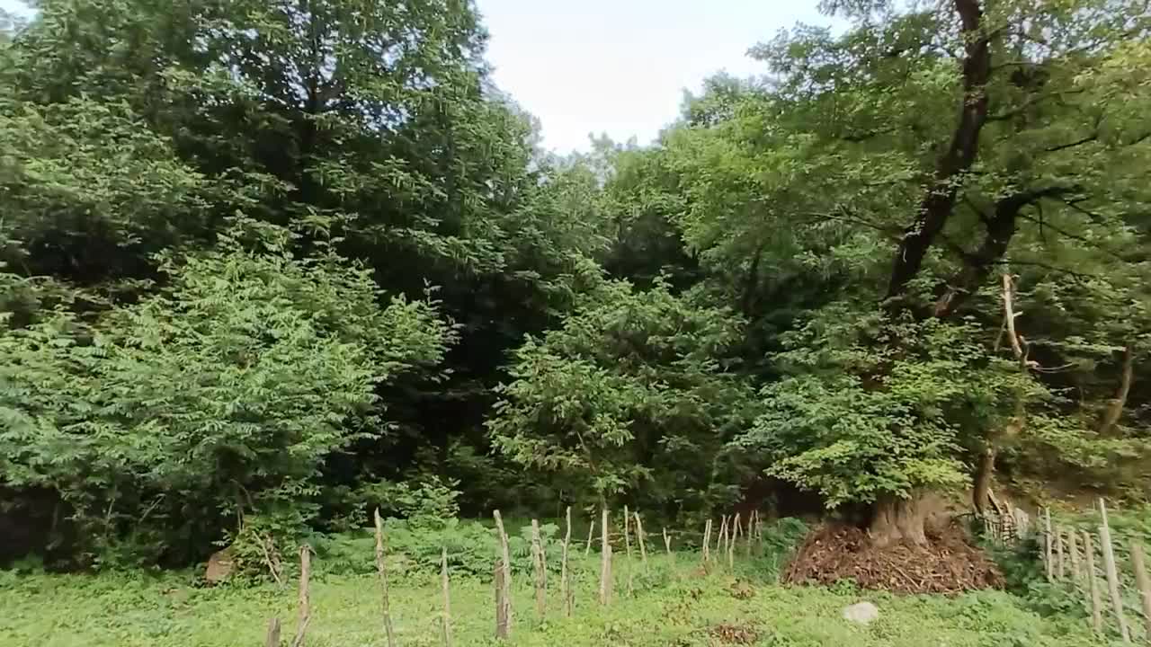 اجاره کلبه چوبی دنج در دل جنگل|اجارهٔ کوتاه‌مدت آپارتمان و سوئیت|ماسال, |دیوار