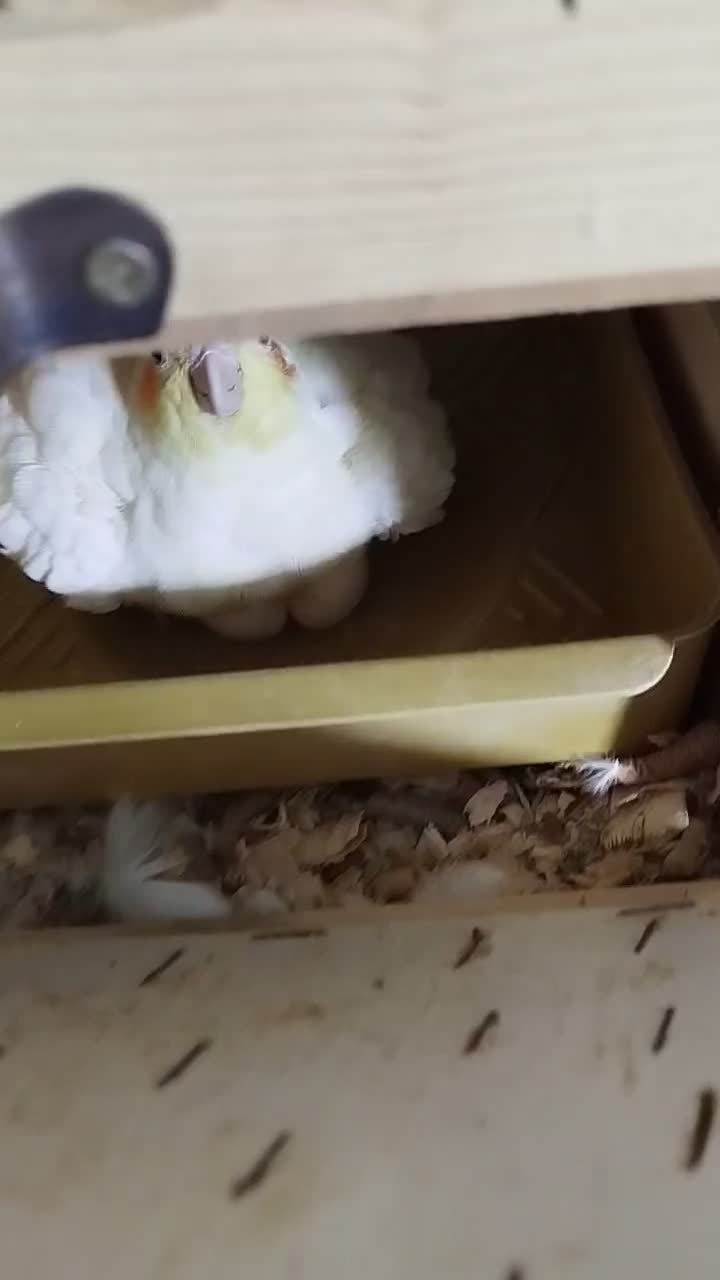 عروس هلندی جفت مولد|پرنده|بندرعباس, |دیوار