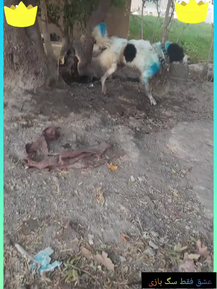 سگ نر|سگ|خمینی‌شهر, |دیوار