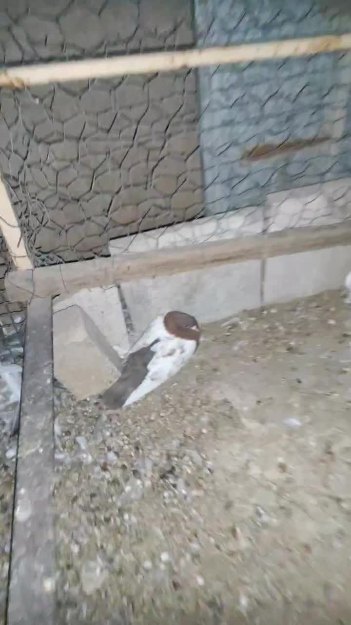 کبوتر سینه و یهودی و طوقی و  سفید دو سیاه و کوهی|پرنده|خنج, |دیوار