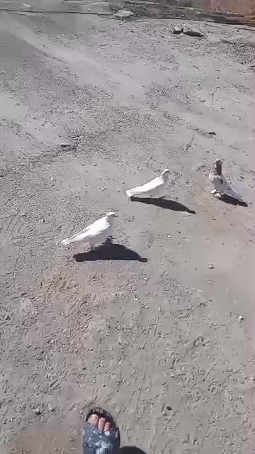 کبوتر گره ودرجاوجوجه گره|پرنده|بندرعباس, |دیوار