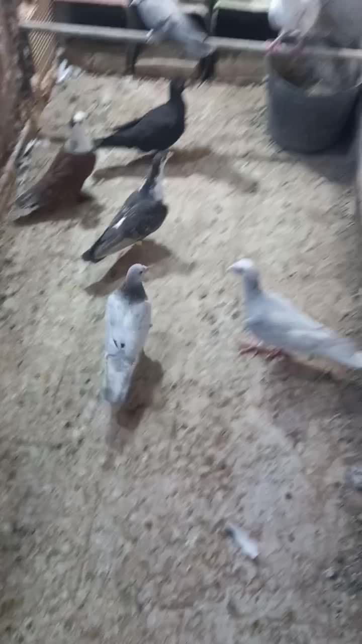جفتی|پرنده|سبزوار, خسروجرد|دیوار