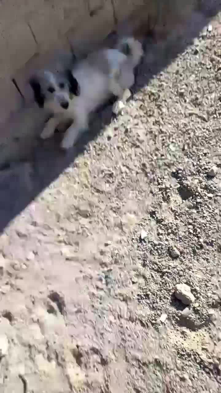 سگ پشمالو شیترز|سگ|زابل, |دیوار