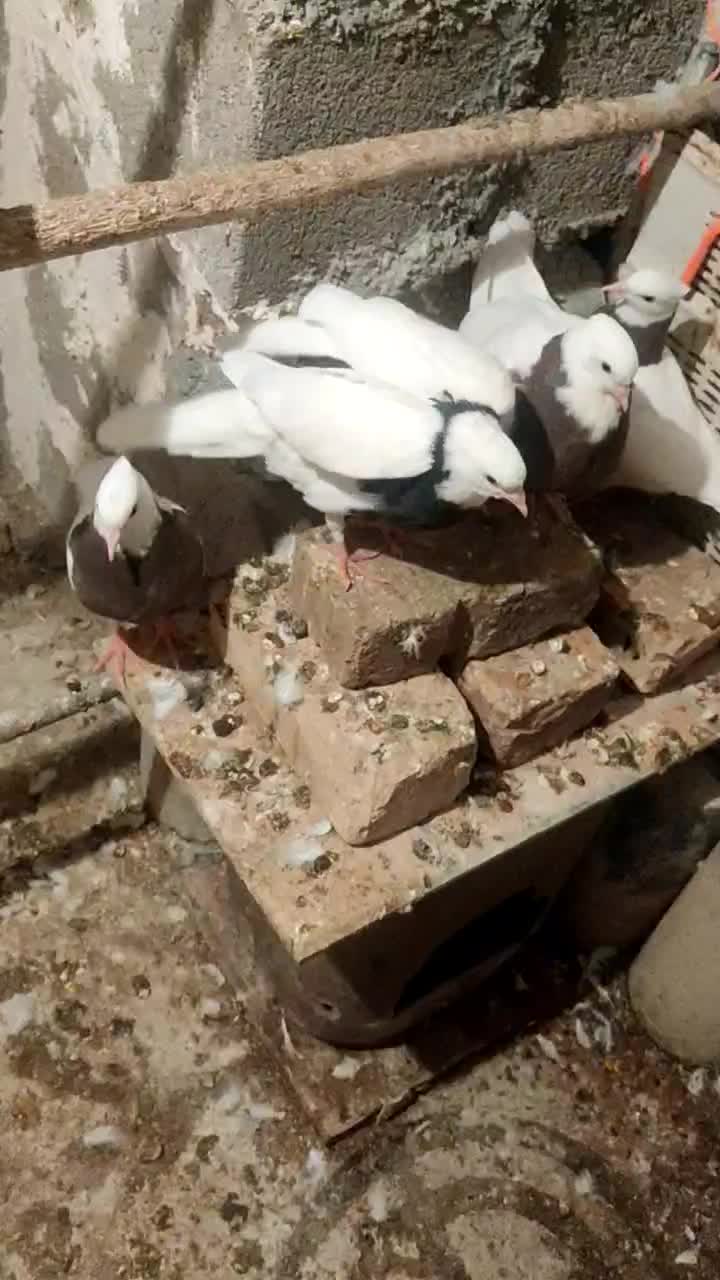 دو جفت جوجه طوق پاییزی|پرنده|ایلام, |دیوار