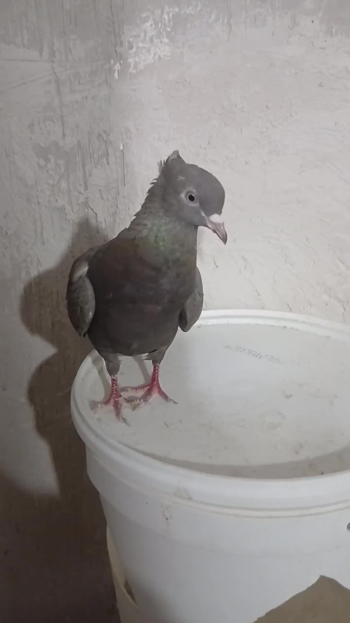 کفتر قهوه دم سفید شعمک تخت پاک دم|پرنده|شیراز, کفترک|دیوار