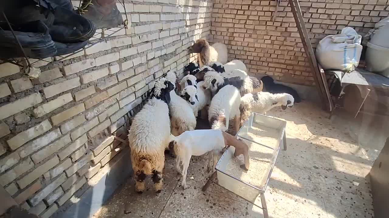 بره نر وماده پر گوشت ویک بز|حیوانات مزرعه|اهواز, کوی فرهنگیان|دیوار