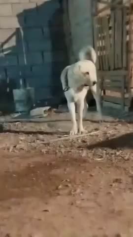 ماده عراقی|سگ|سیلوانه, |دیوار