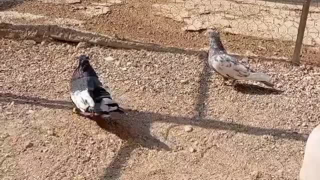 جفت سینه سرور نرو ماده|پرنده|مرودشت, تخت جمشید|دیوار