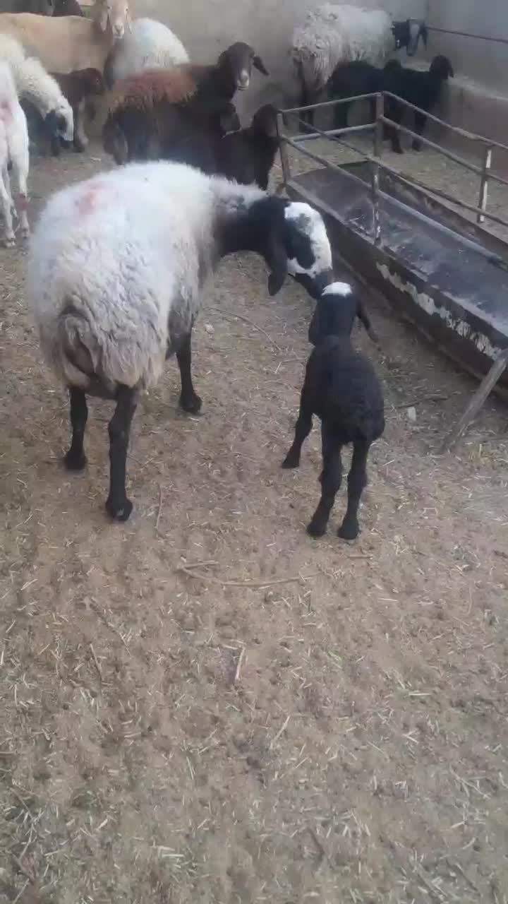 گوسفند داشتی گوشتی|حیوانات مزرعه|یزد, |دیوار