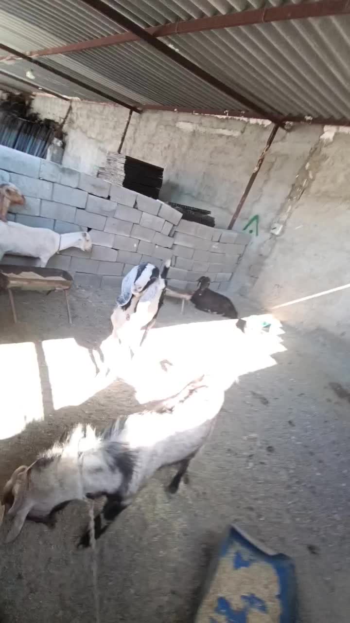 4عدد بز ویک پاچن|حیوانات مزرعه|چابهار, |دیوار