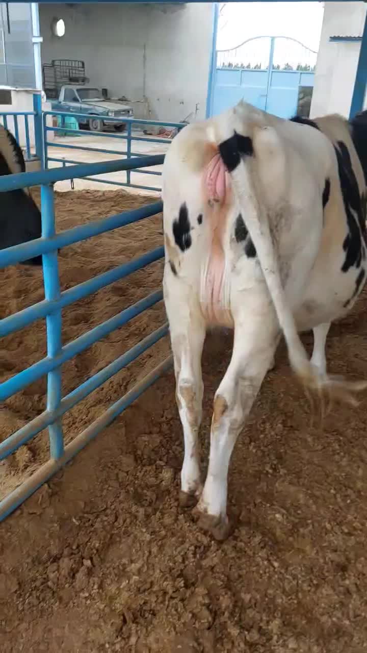 تلیسه آبستن|حیوانات مزرعه|لنجان, |دیوار