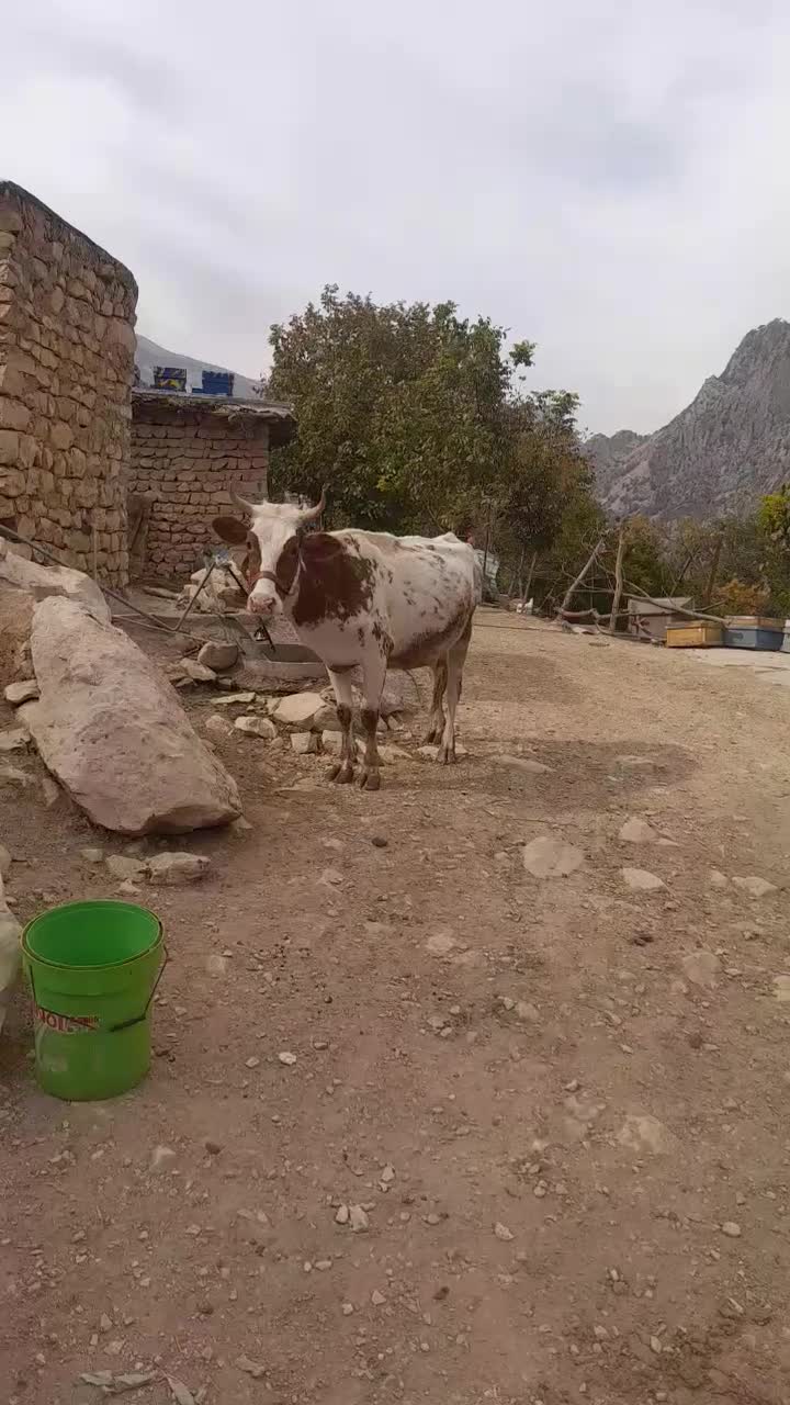 فروشی|حیوانات مزرعه|زیلائی, |دیوار