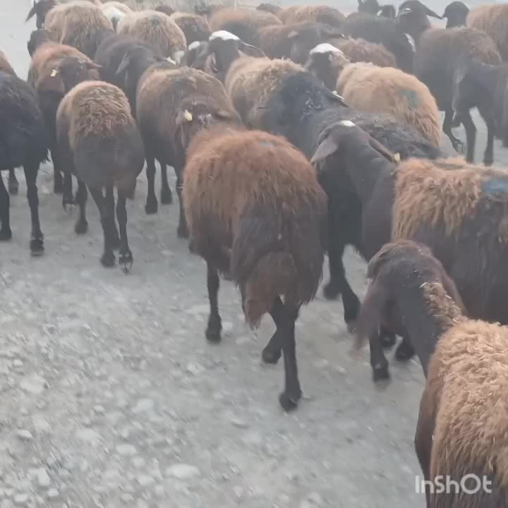 ۳۷ راس گوسفند آبستن جوان سنو شده تضمین|حیوانات مزرعه|گنبد کاووس, |دیوار