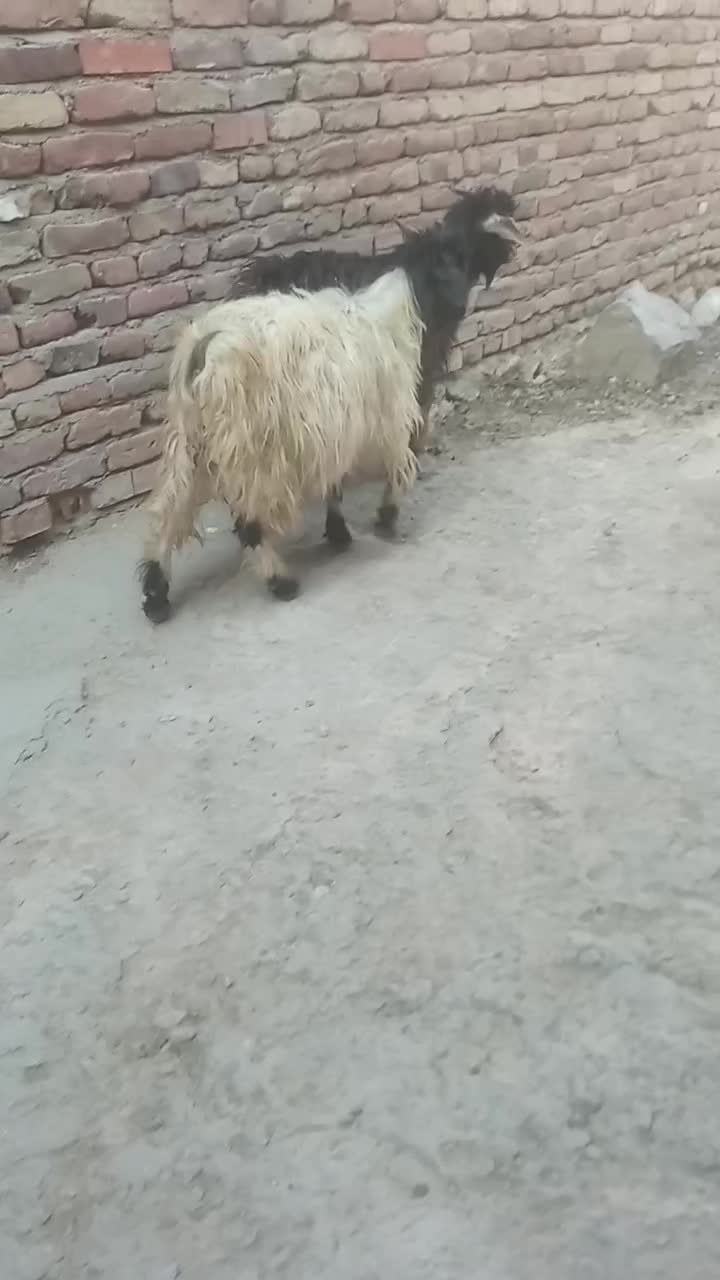 2عدد بزغاله|حیوانات مزرعه|بناب, |دیوار