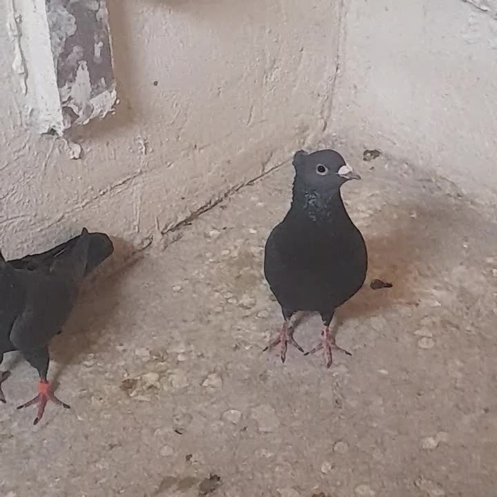 کفتر|پرنده|کرمان, |دیوار